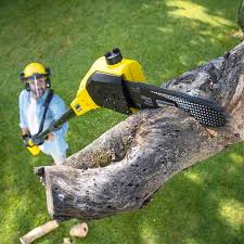 Best Tree Disease Treatment  in Bradley Beach, NJ