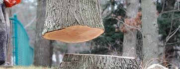 Best Tree Trimming and Pruning  in Bradley Beach, NJ