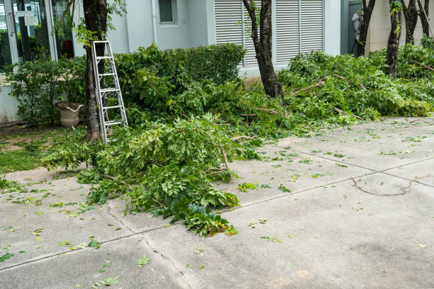 Bradley Beach, NJ Tree Removal Pros